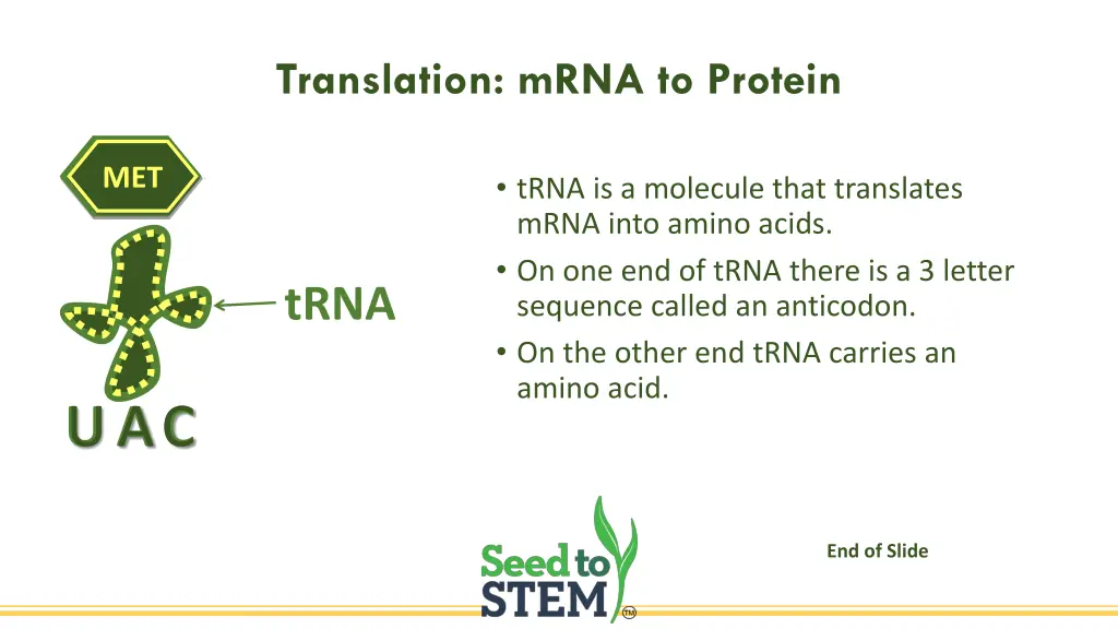 translation mrna to protein