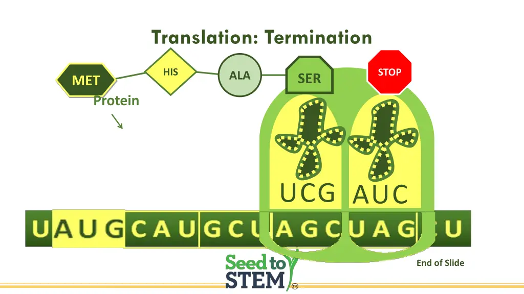 translation termination 1