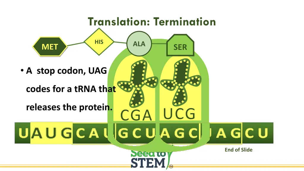 translation termination