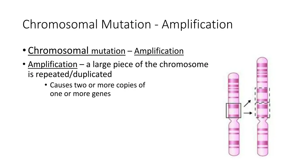 chromosomal mutation amplification