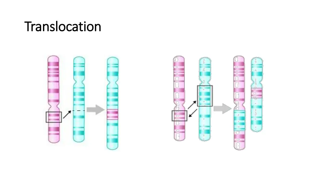 translocation translocation