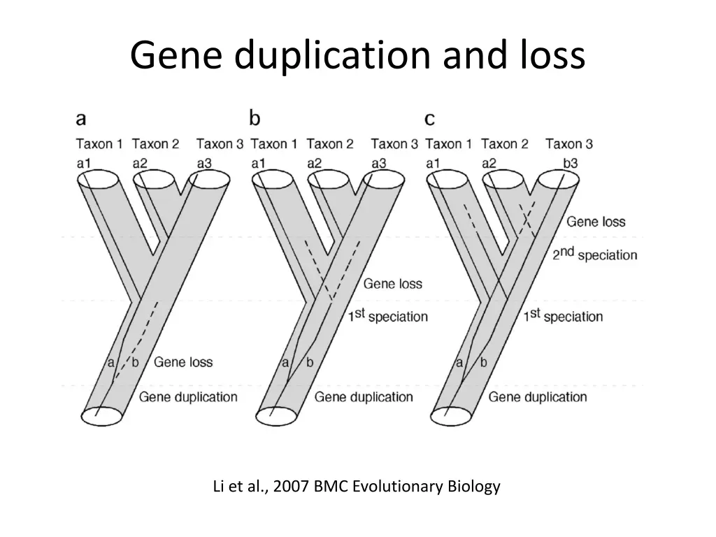 gene duplication and loss