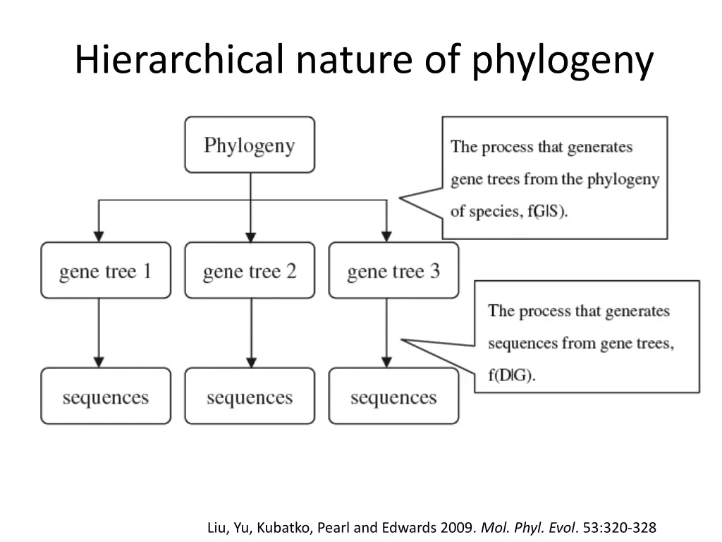 hierarchical nature of phylogeny