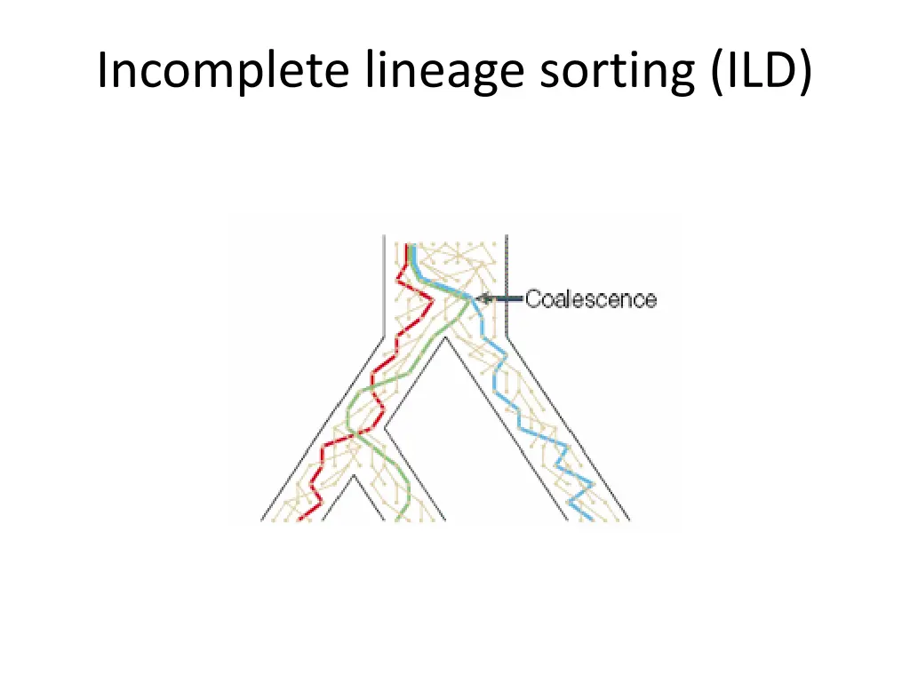 incomplete lineage sorting ild