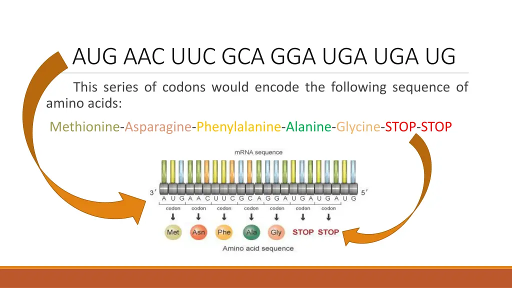 aug aac uuc gca gga uga uga ug