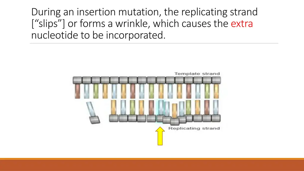 during an insertion mutation the replicating