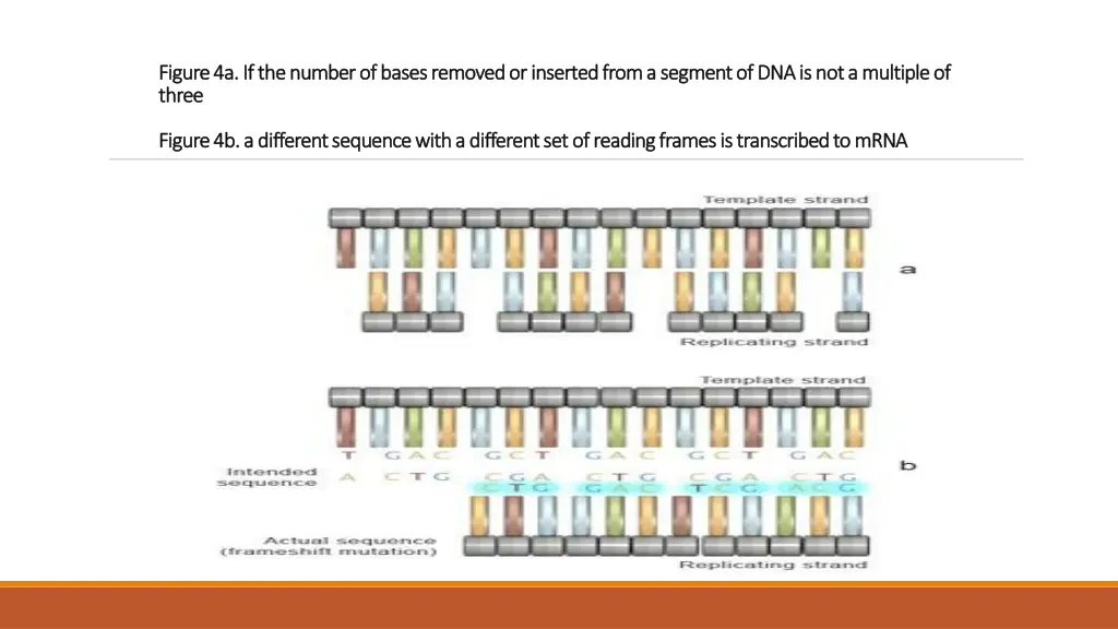 figure 4a if the number of bases removed