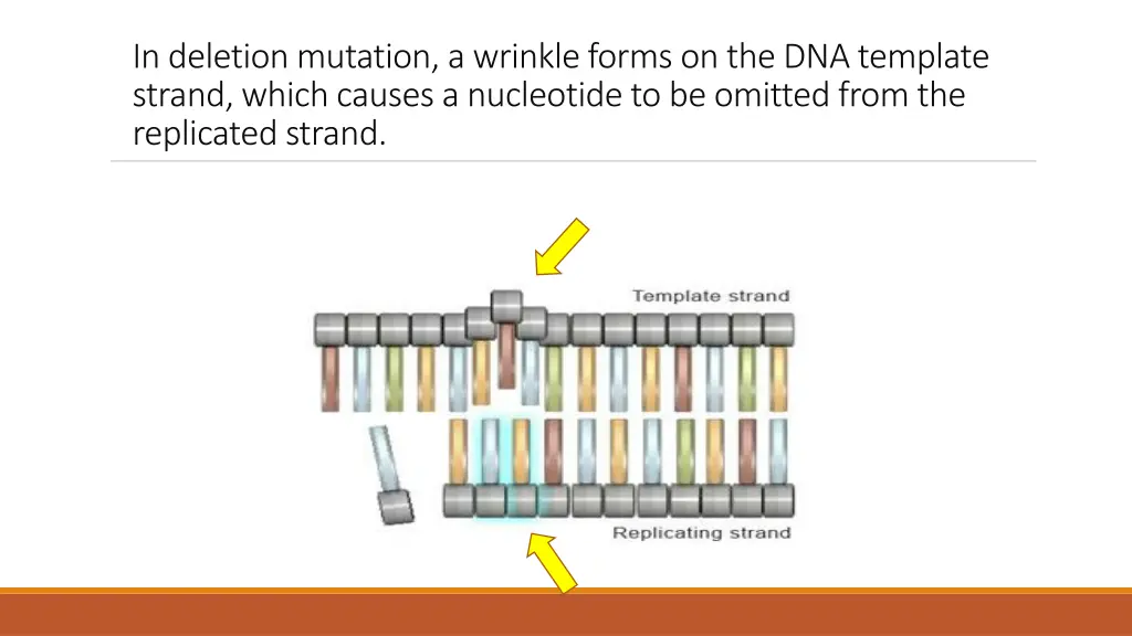 in deletion mutation a wrinkle forms