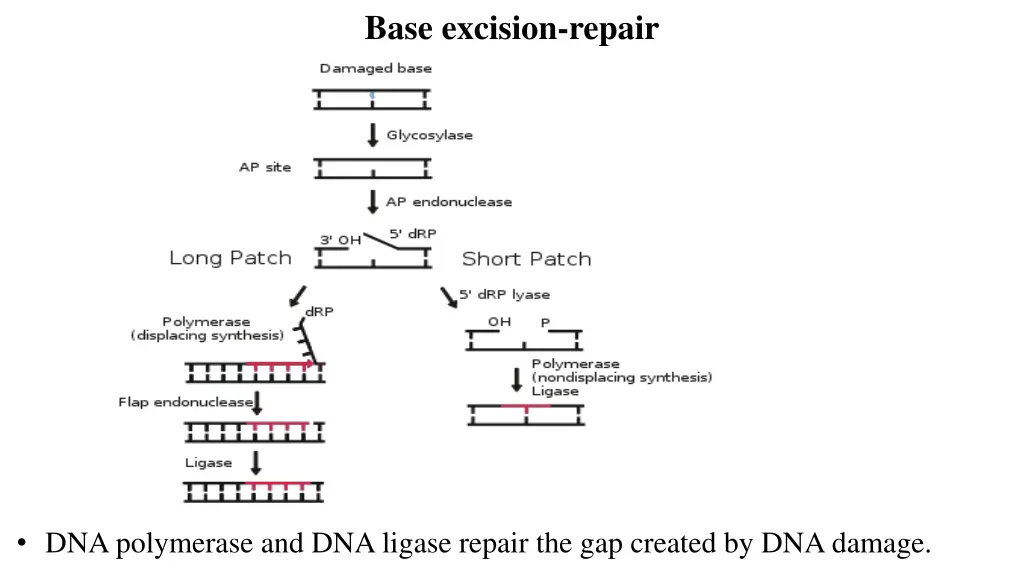 base excision repair 1