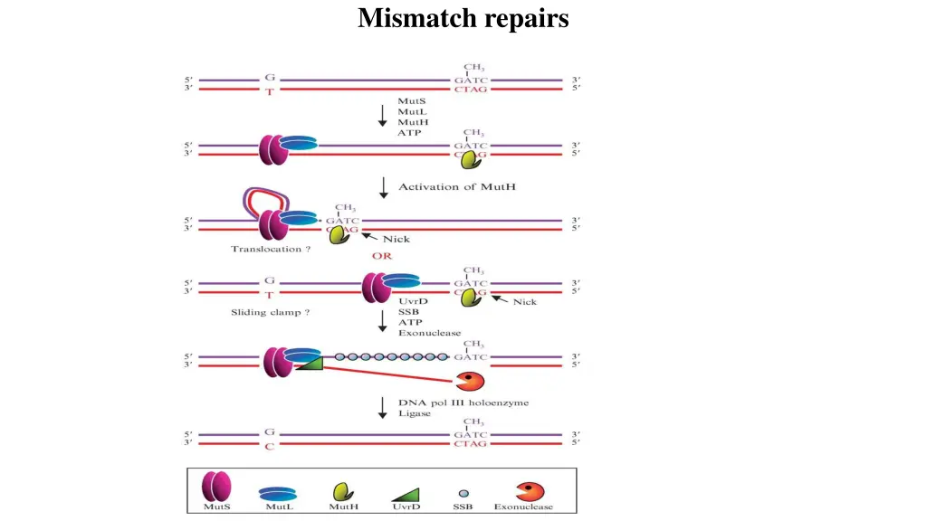 mismatch repairs