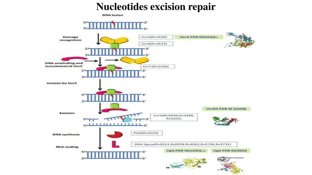 nucleotides excision repair 1