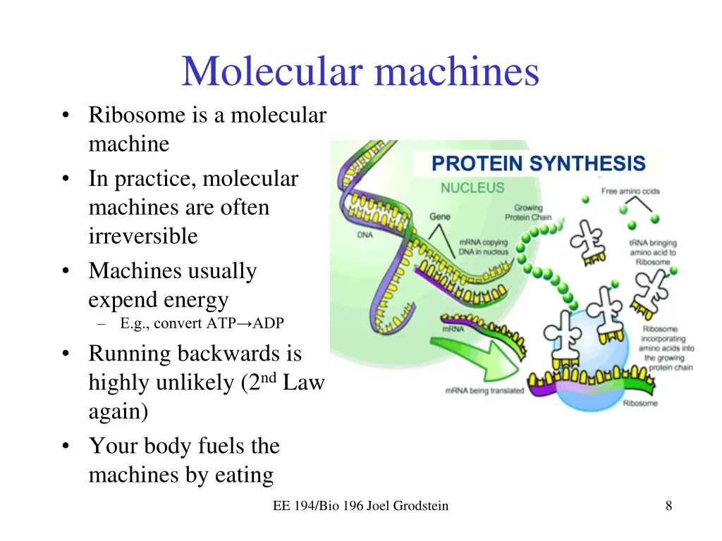 molecular machines ribosome is a molecular