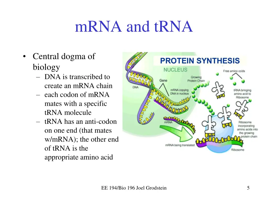 mrna and trna