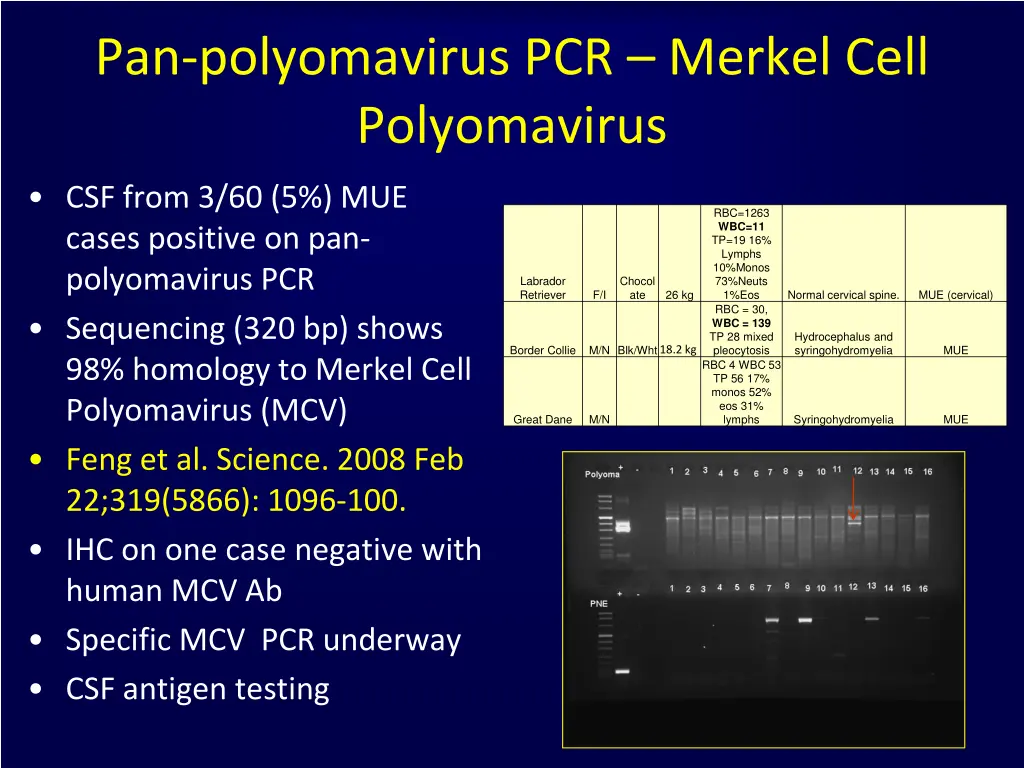 pan polyomavirus pcr merkel cell polyomavirus