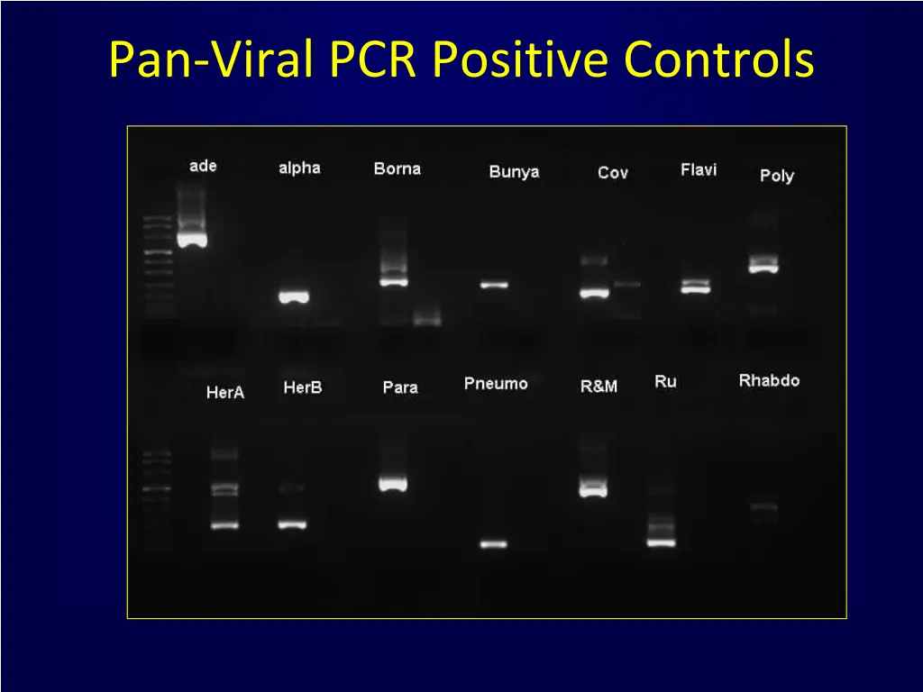 pan viral pcr positive controls