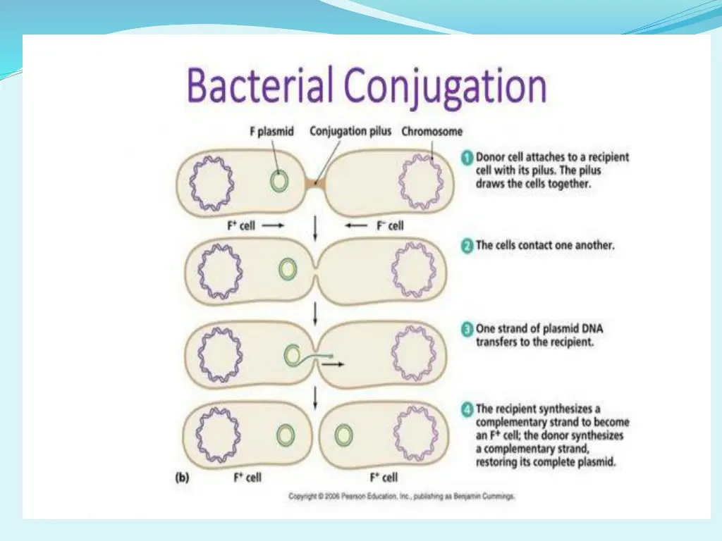 conjugation genetics