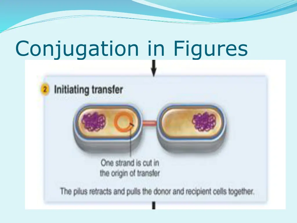 conjugation in figures 1