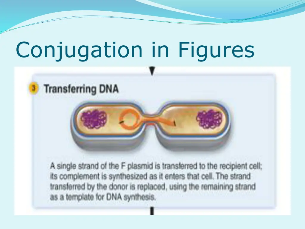 conjugation in figures 2