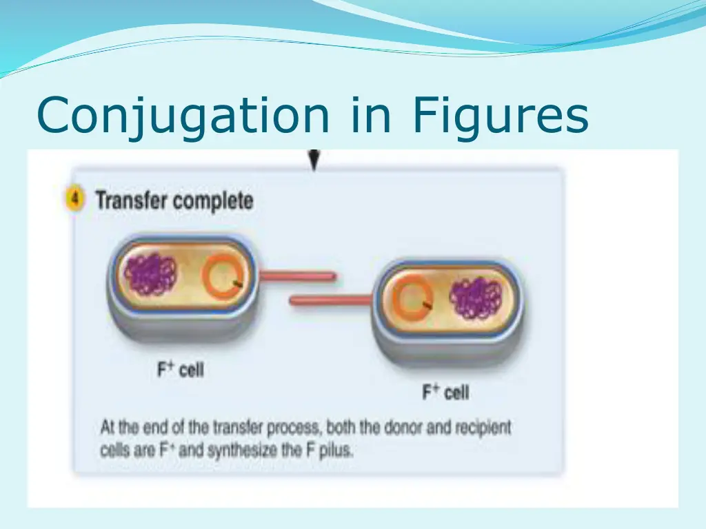 conjugation in figures 3