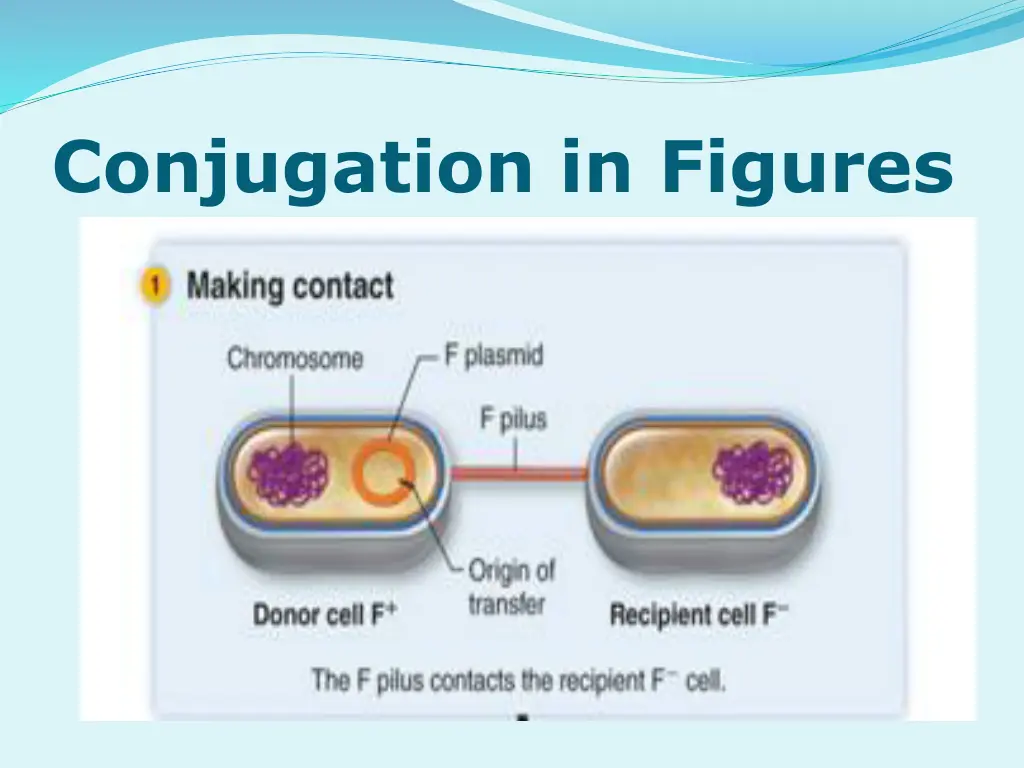 conjugation in figures