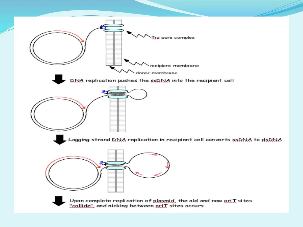 demonstration of conjugation