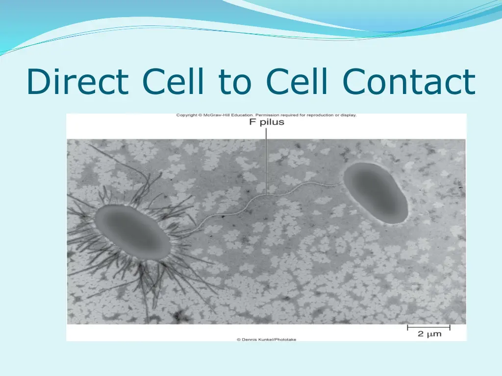 direct cell to cell contact