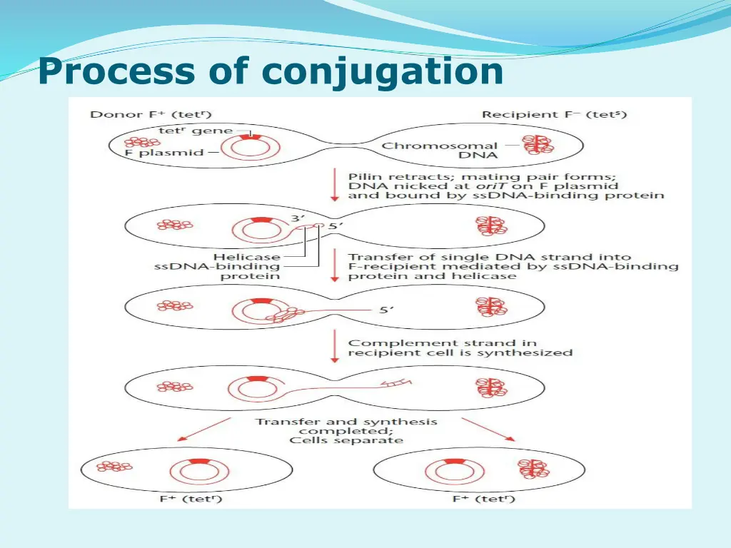 process of conjugation