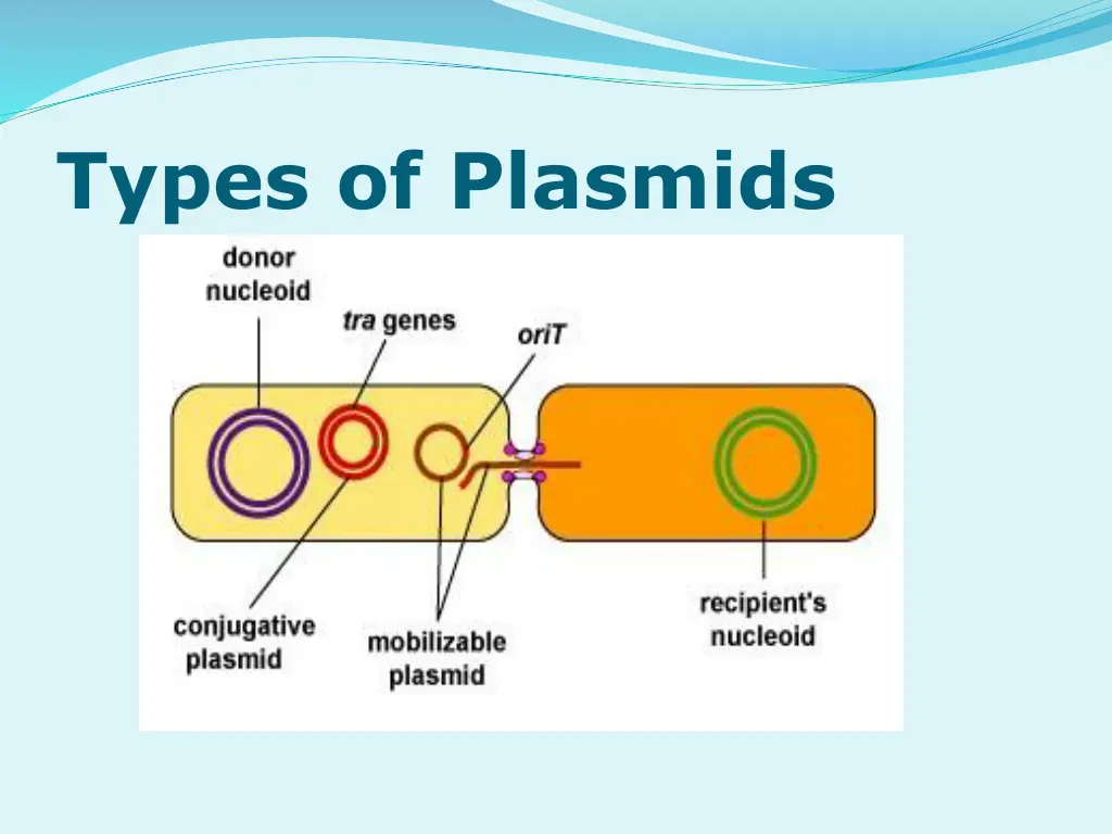 types of plasmids 2