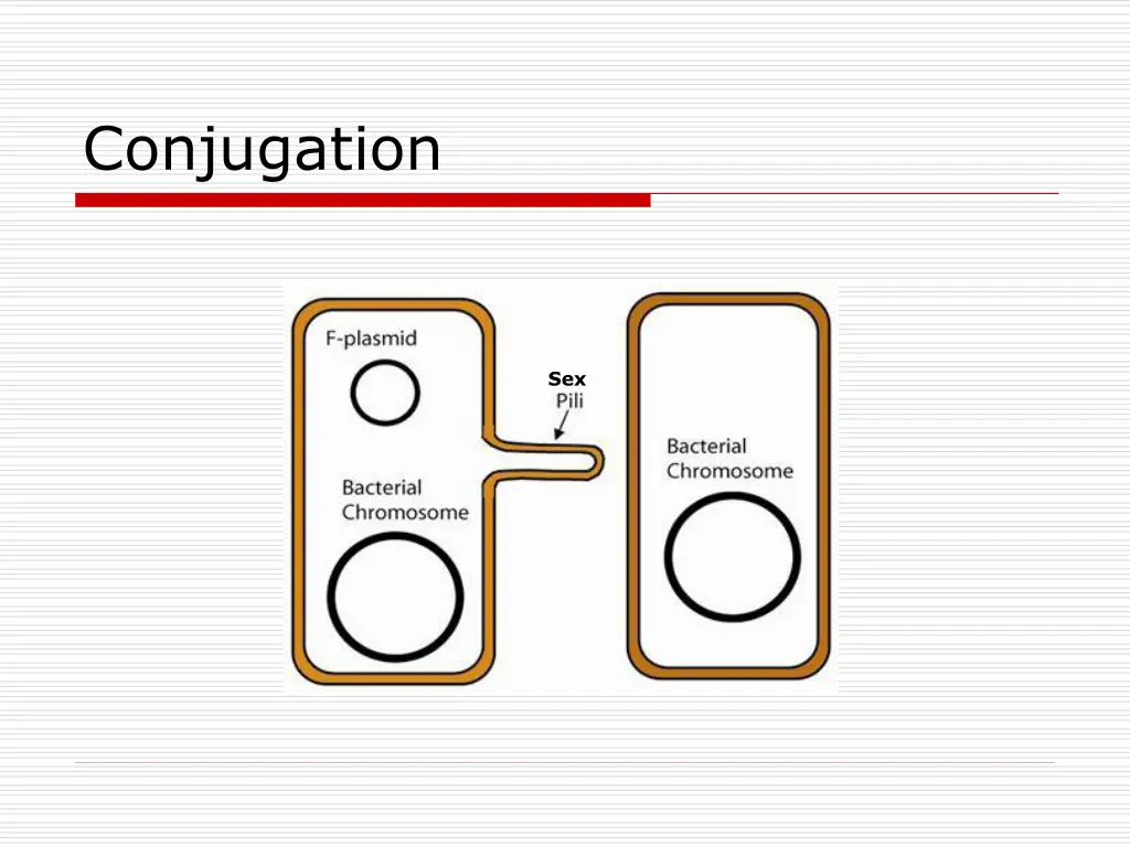 conjugation