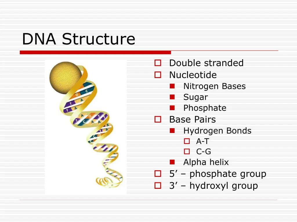 dna structure