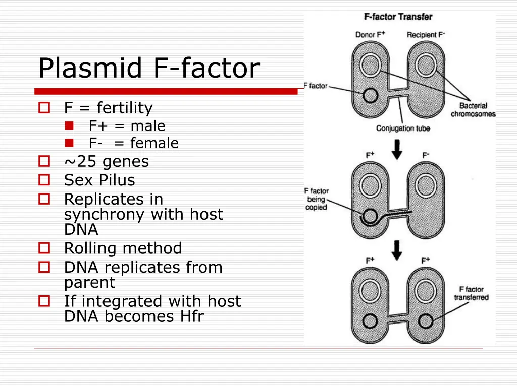 plasmid f factor