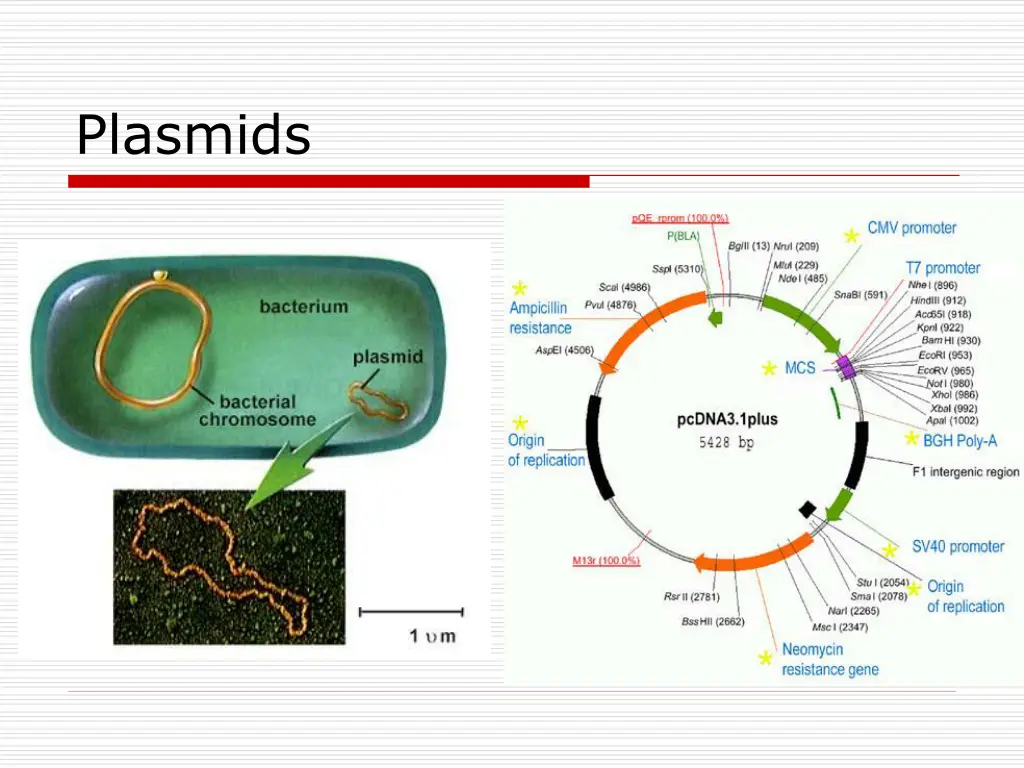 plasmids