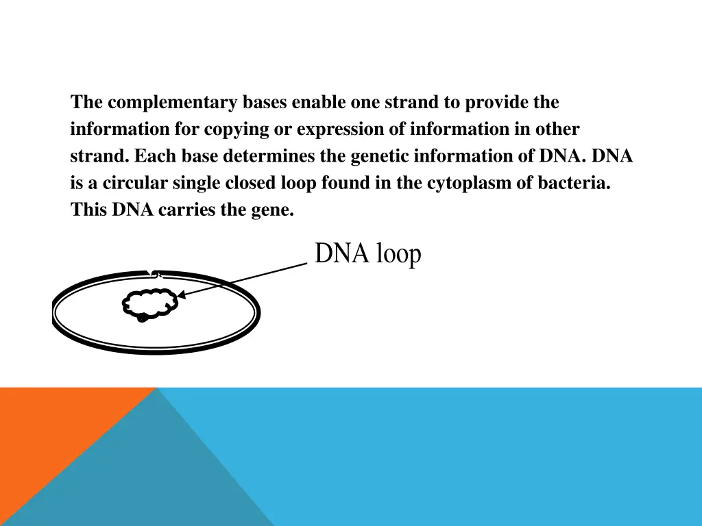 the complementary bases enable one strand