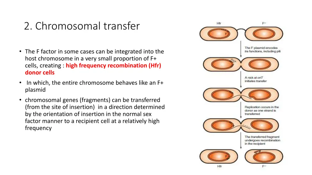 2 chromosomal transfer