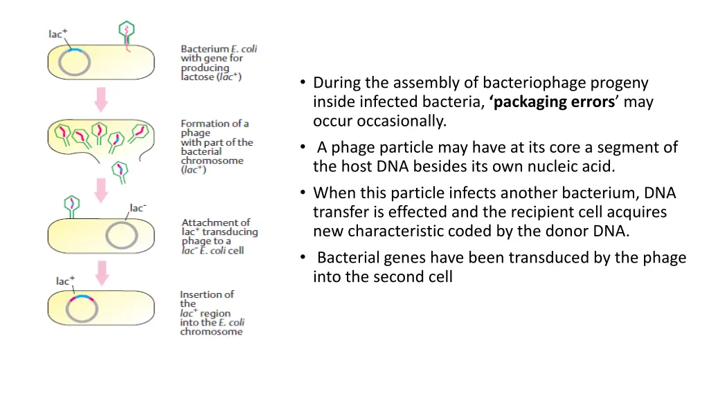 during the assembly of bacteriophage progeny