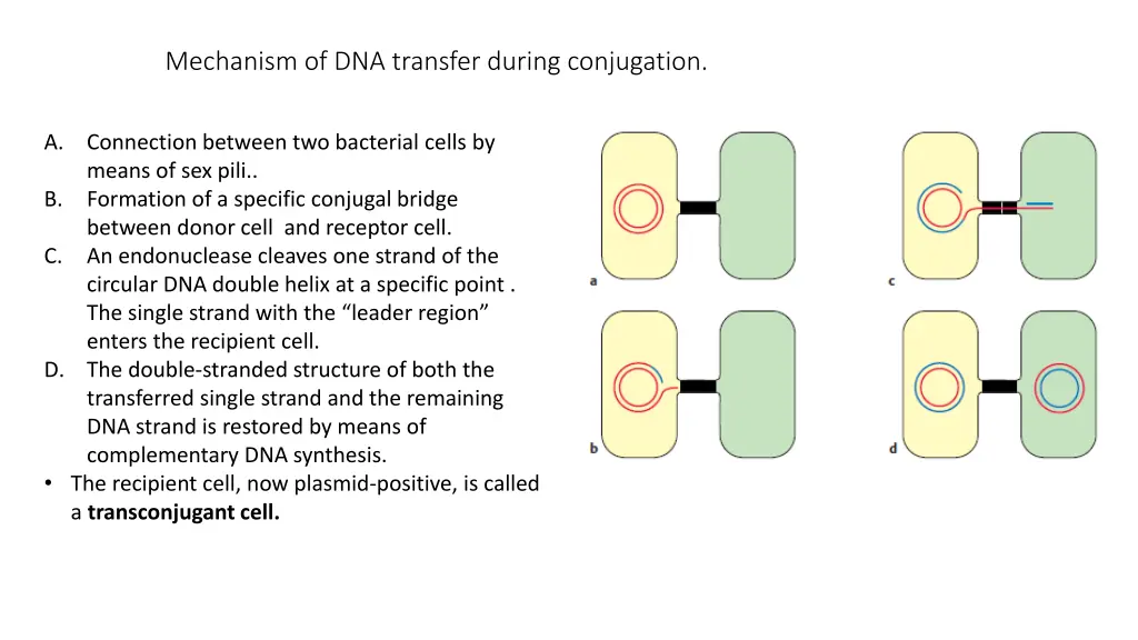 mechanism of dna transfer during conjugation