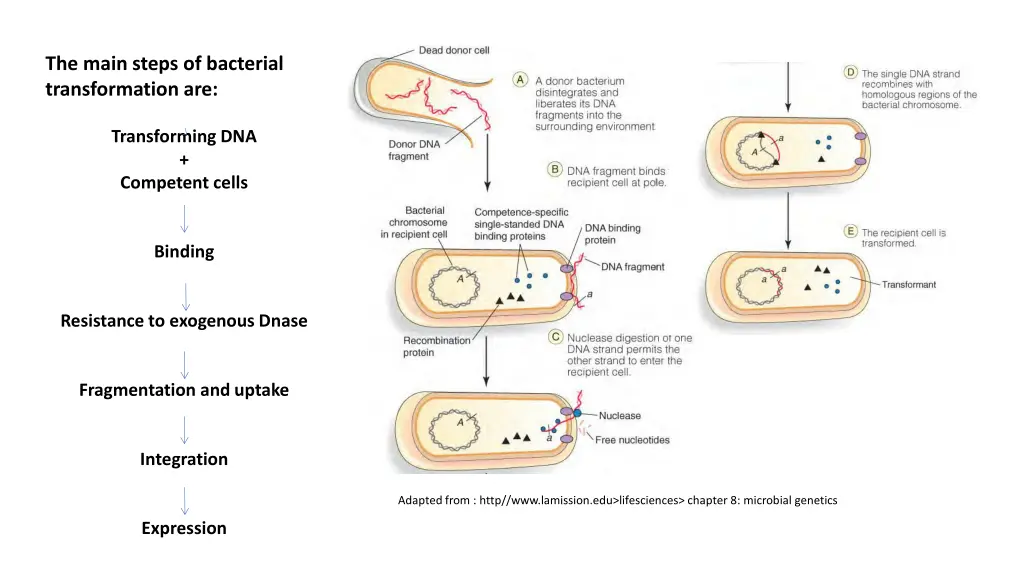 the main steps of bacterial transformation are