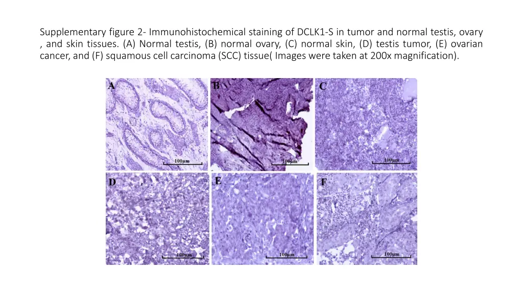 supplementary figure 2 immunohistochemical