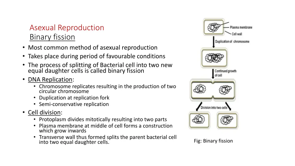 asexual reproduction binary fission most common