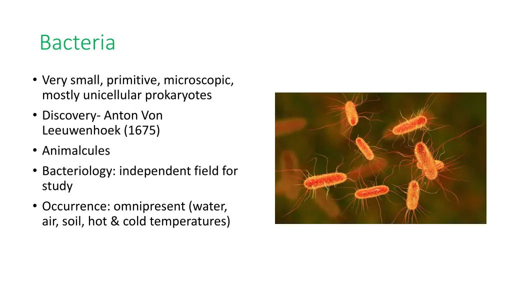 bacteria