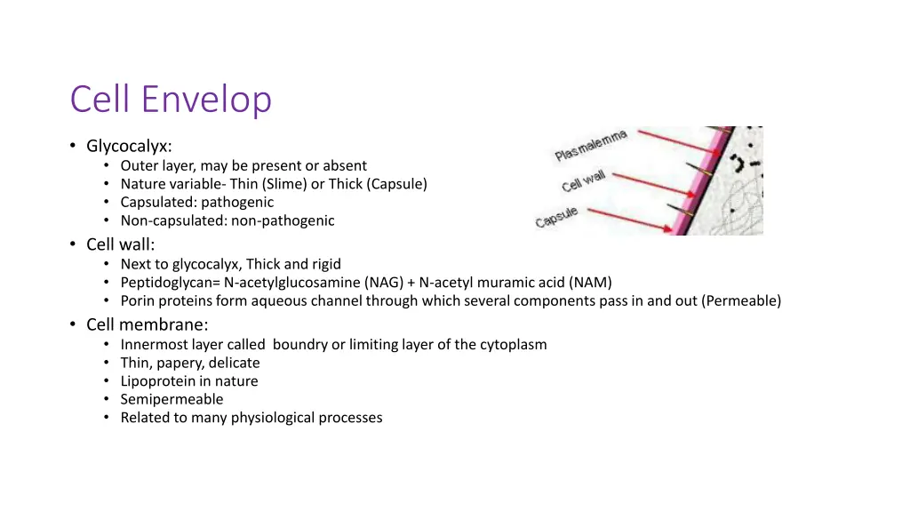 cell envelop
