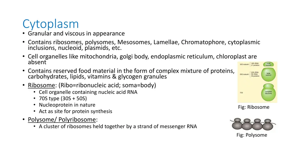 cytoplasm granular and viscous in appearance