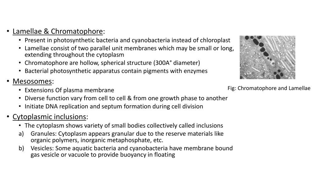 lamellae chromatophore present in photosynthetic