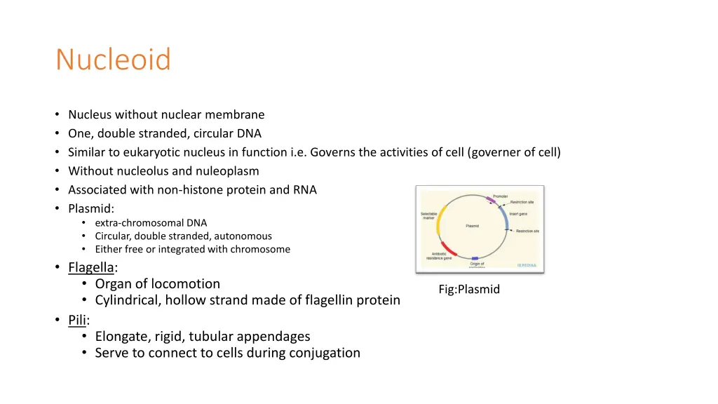 nucleoid