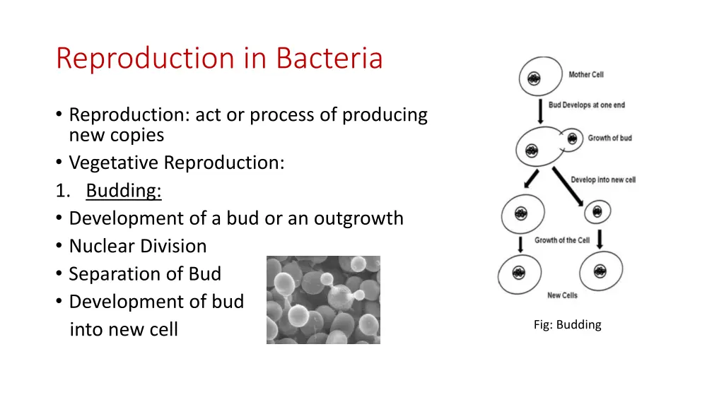 reproduction in bacteria