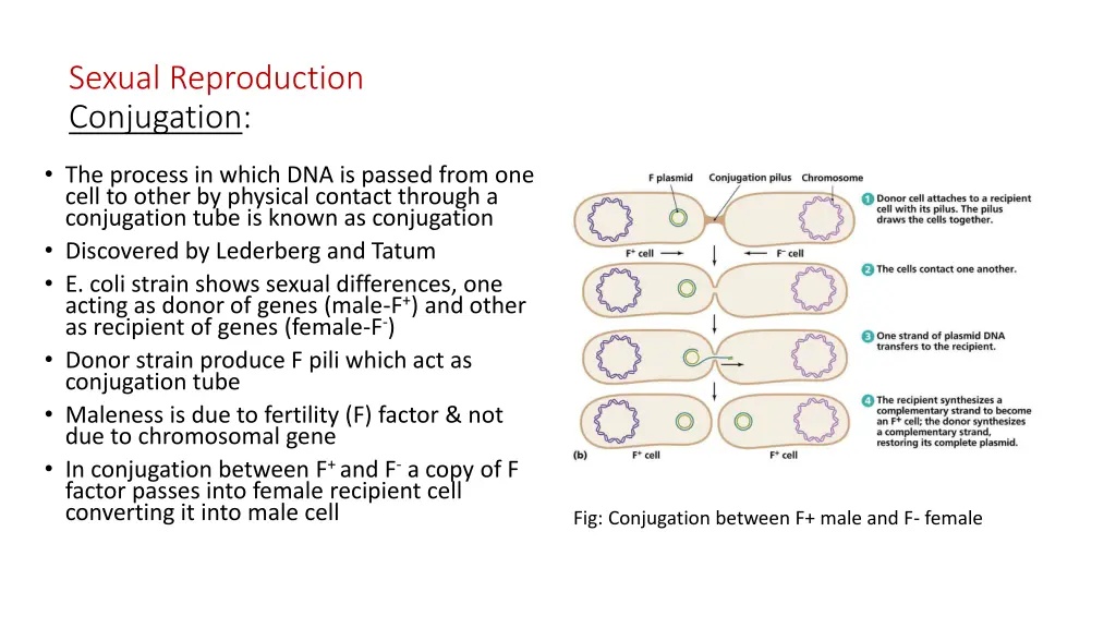 sexual reproduction conjugation