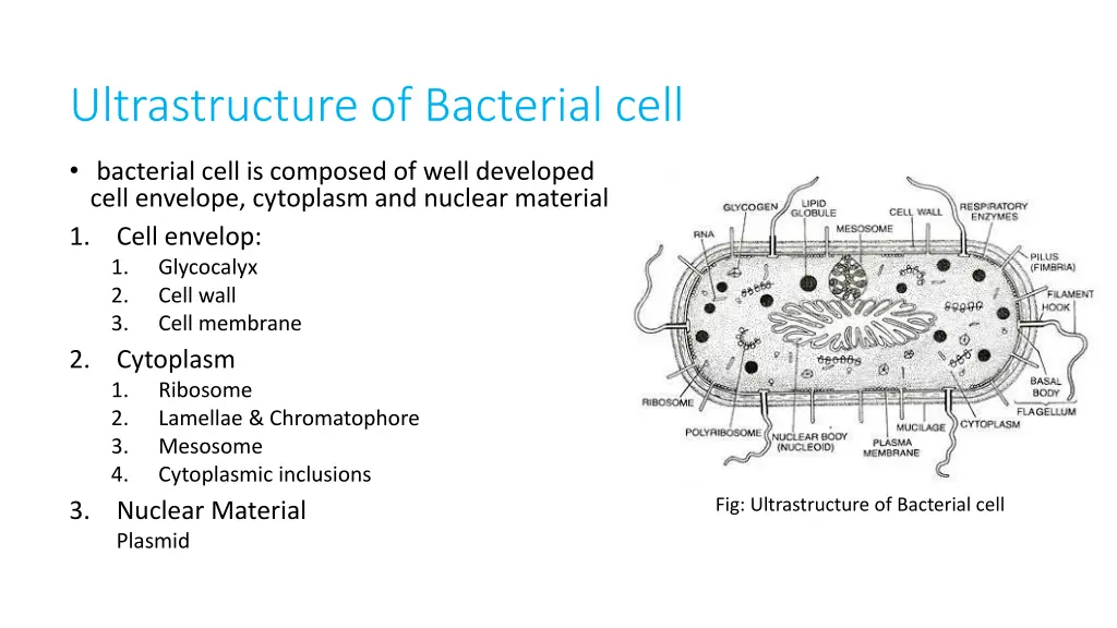 ultrastructure of bacterial cell