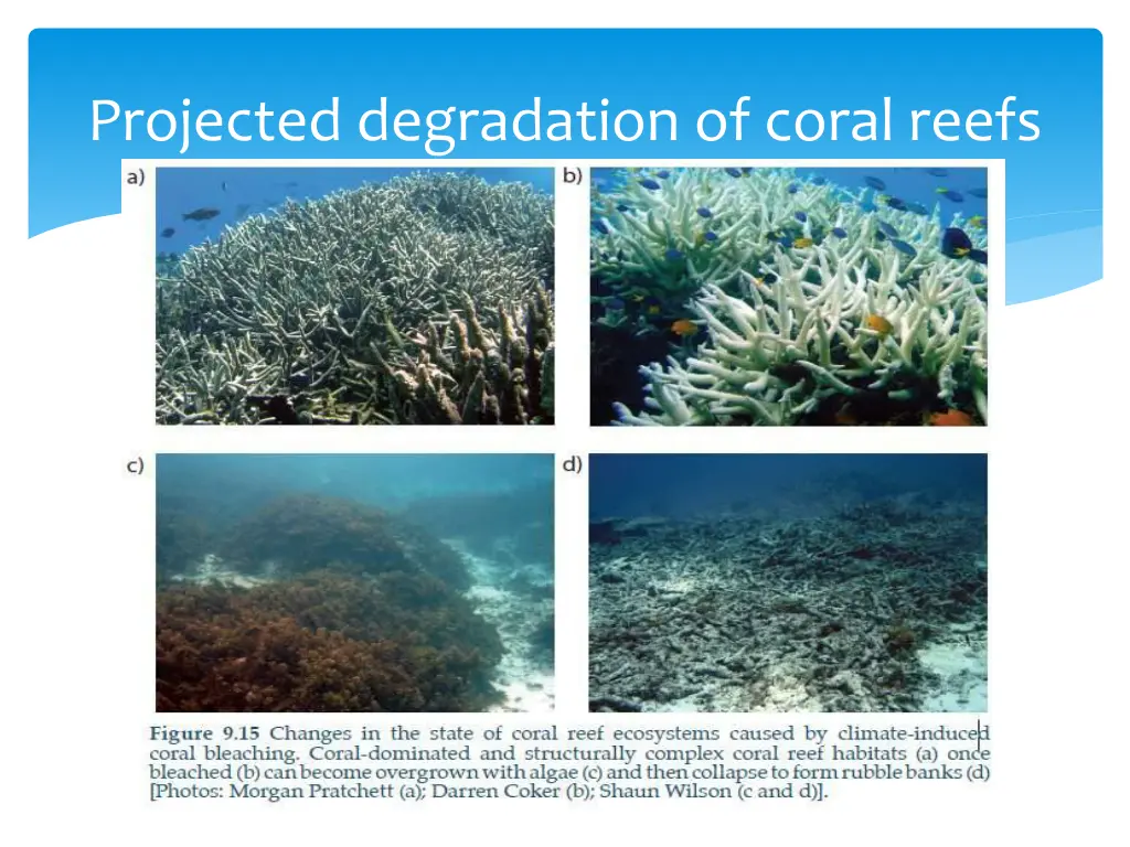 projected degradation of coral reefs