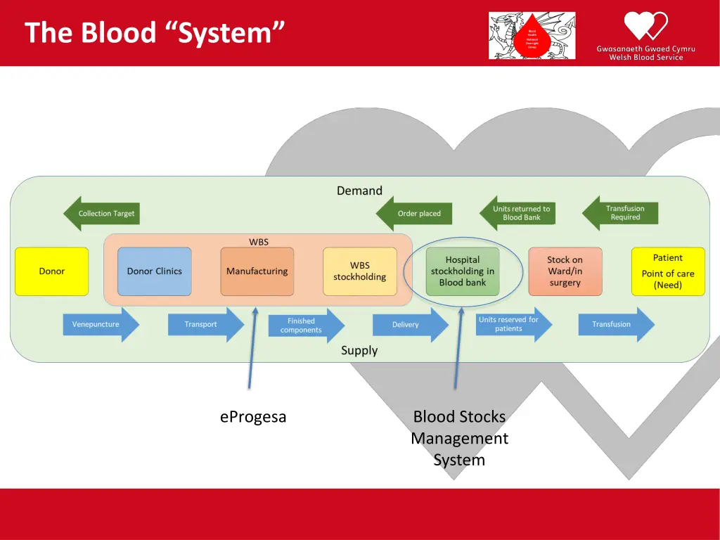 the blood system