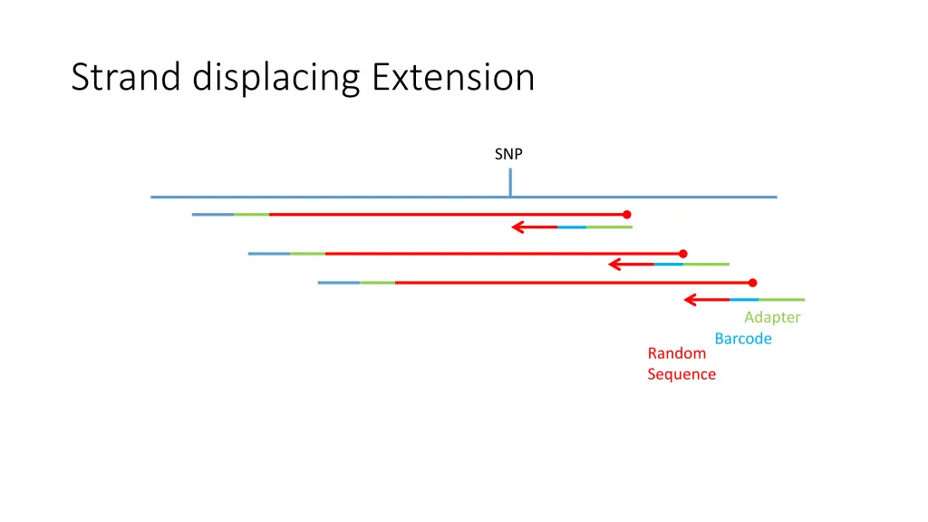 strand displacing extension